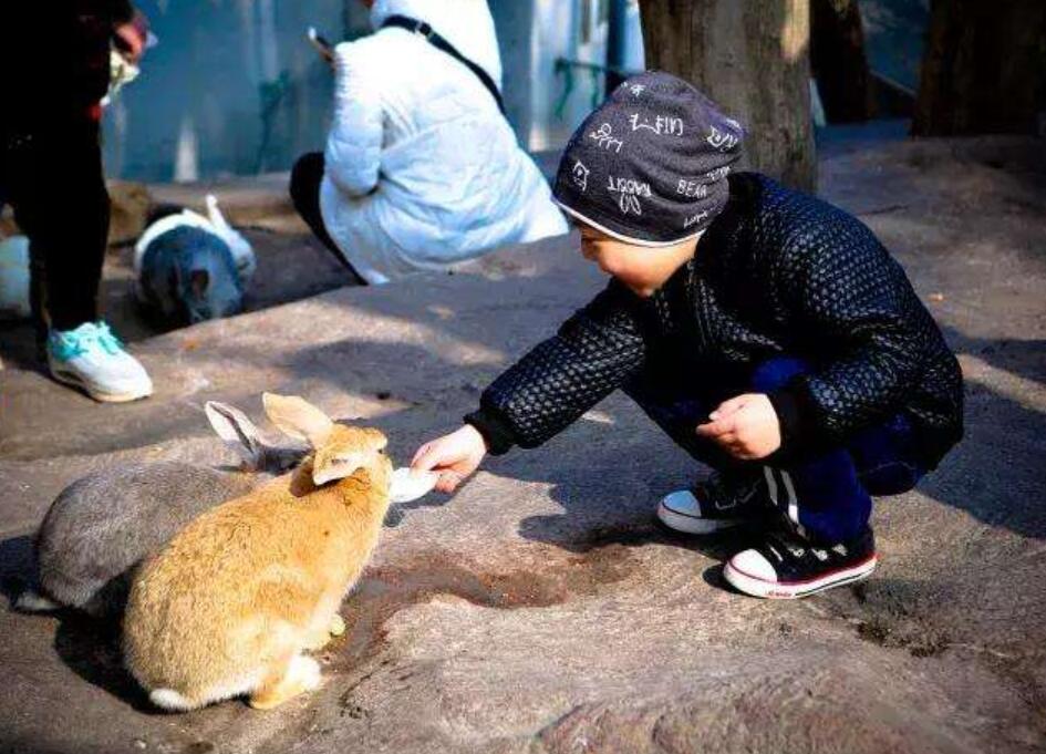 小虾仿写第三自然段小动物.jpg