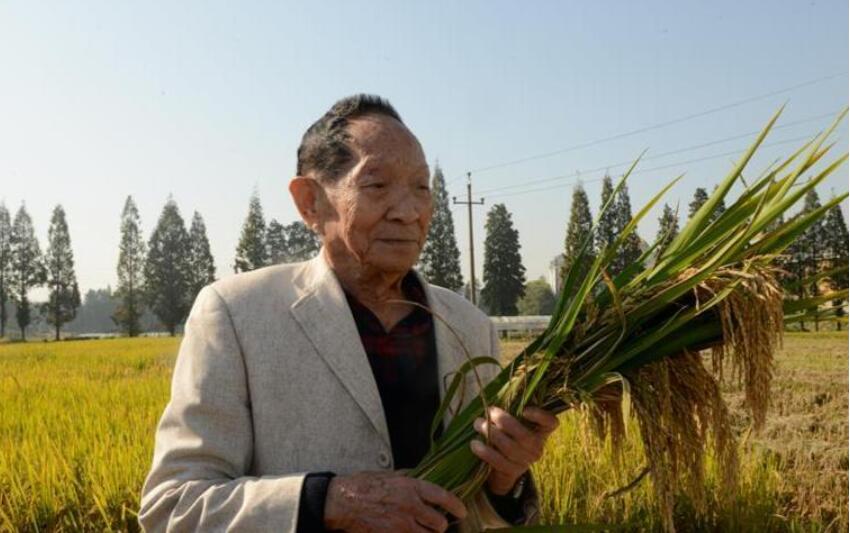 缅怀袁隆平爷爷.jpg